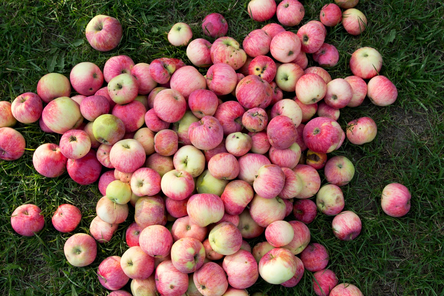 LWB Daniel Böhme – Obstpressen – Frische Äpfel, bereit zur Auslieferung