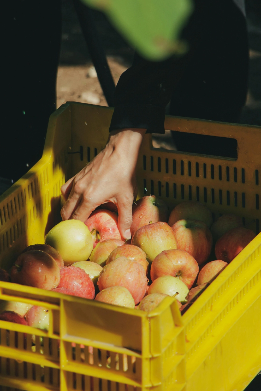LWB Daniel Böhme – Obstpressen – Frische Äpfel in einem Korb