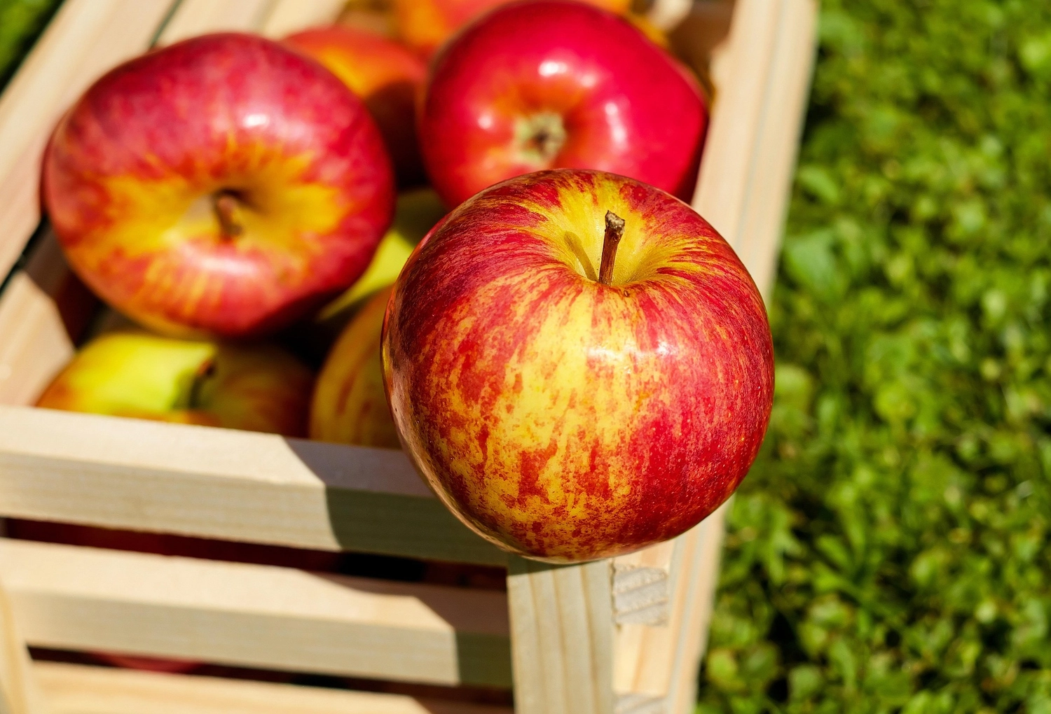 LWB Daniel Böhme – Obstpressen – Frische rote Äpfel